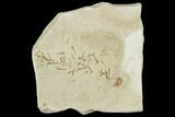 Fossil Cranefly Larva Cluster - Green River Formation, Utah #111385-1